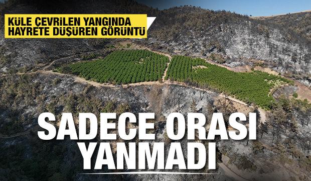 100 hektar küle döndü bir tek o alan yeşil kaldı: Verilmiş sadakamız varmış