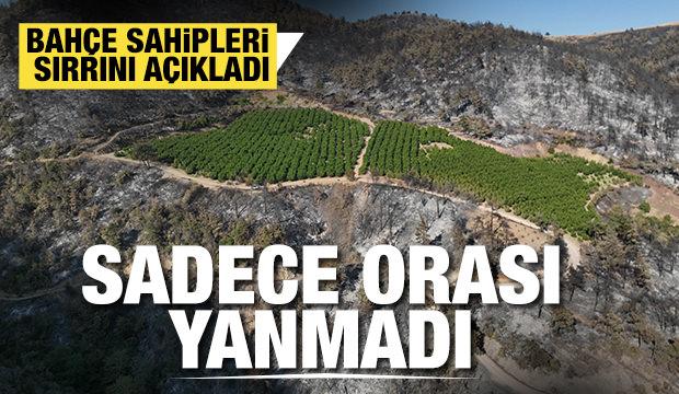 100 hektar küle döndü bir tek o alan yeşil kaldı: Verilmiş sadakamız varmış