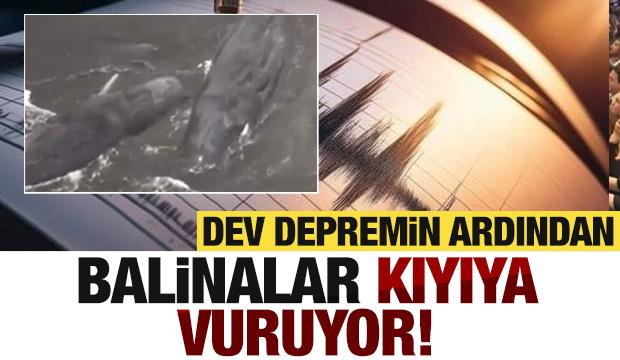 8.8'lilk deprem sonrası onlarca balina karaya vurdu