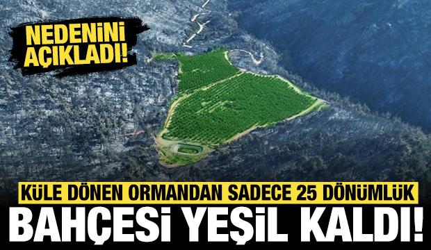 Bursa'da şaşkınlık yaratan görüntü: Yangında sadece o alan yeşil kaldı!