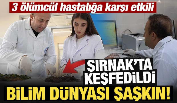 Şırnak'ta keşfedildi, bilim dünyası şaşkın! 3 ölümcül hastalığa karşı etkili
