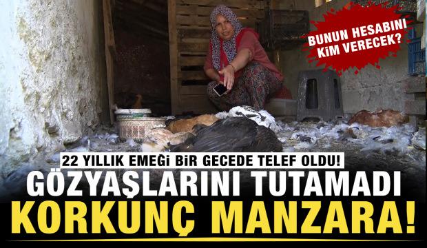 22 yıllık emek bir gecede yok oldu! Başıboş köpek terörü devam ediyor