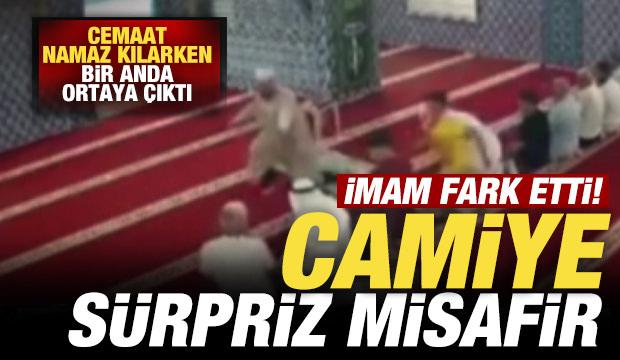 Camide sürpriz misafir! İmam fark etti: Cemaat namaz kılarken bir anda ortaya çıktı