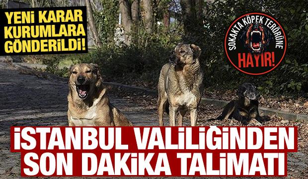 İstanbul Valiliğinden yeni sokak köpeği kararı! 