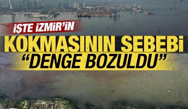 İzmir Körfezi'nin kokmasının sebebi siyanobakterilermiş 