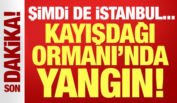 Son dakika: Kayışdağı Ormanı'nda yangın çıktı! Şimdi de İstanbul yanıyor...