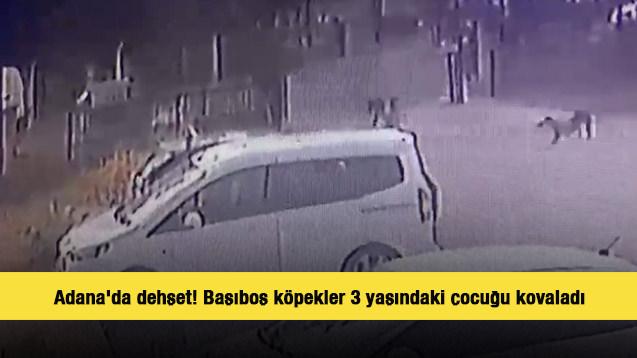 Adana'da dehşet! Başıboş köpekler 3 yaşındaki çocuğu kovaladı