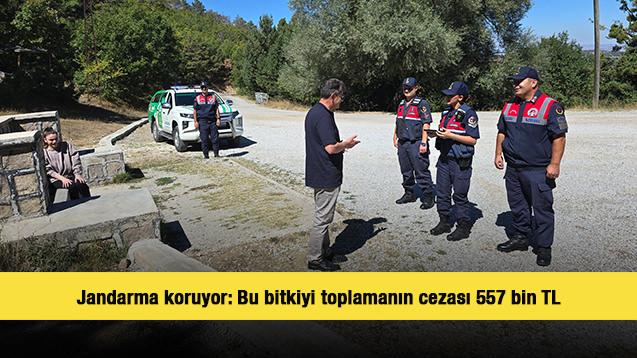 Jandarma koruyor: Bu bitkiyi toplamanın cezası 557 bin TL