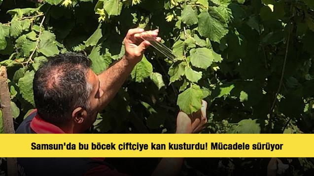 Samsun'da bu böcek çiftçiye kan kusturdu! Mücadele sürüyor