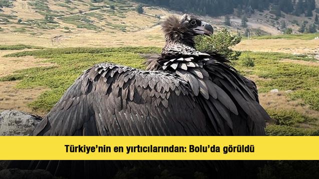 Türkiye'nin en büyük yırtıcı kuşları arasında görülen kara akbaba bitkin bulundu