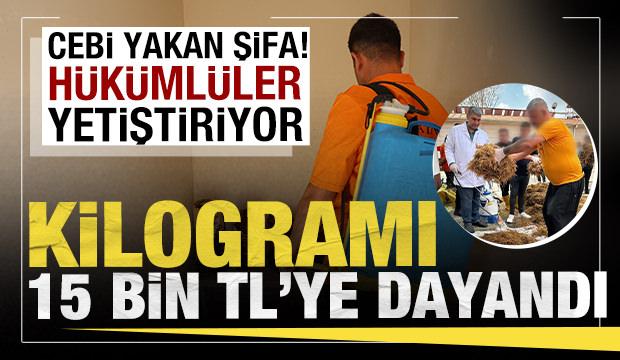 Cebi yakan şifa! Hükümlüler yetiştirdi: Kilogram fiyatı 15 bin TL'ye dayandı