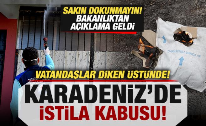Kokarca alarmı! Vatandaşlar kabusu yaşıyor! Sakın dokunmayın: Bakanlıktan açıklama