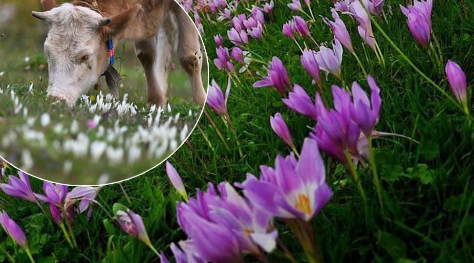 "Vargit" çiçekleri Trabzon'un yüksek kesimlerini süsledi!