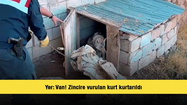 Yer: Van! Zincire vurulan kurt kurtarıldı
