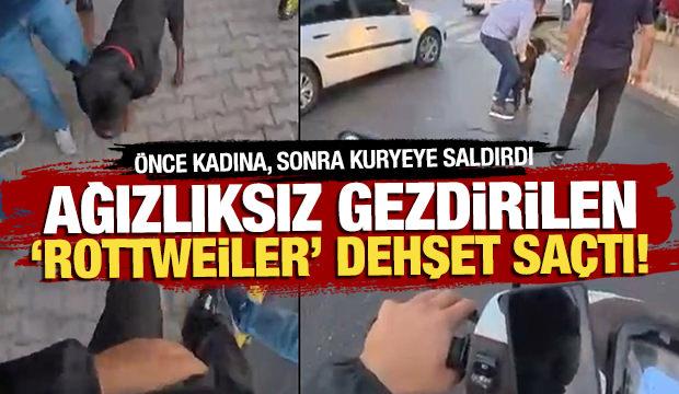 Ağızlıksız gezdirilen 'Rottweiler' dehşet saçtı! Önce kadına, sonra kuryeye saldırdı