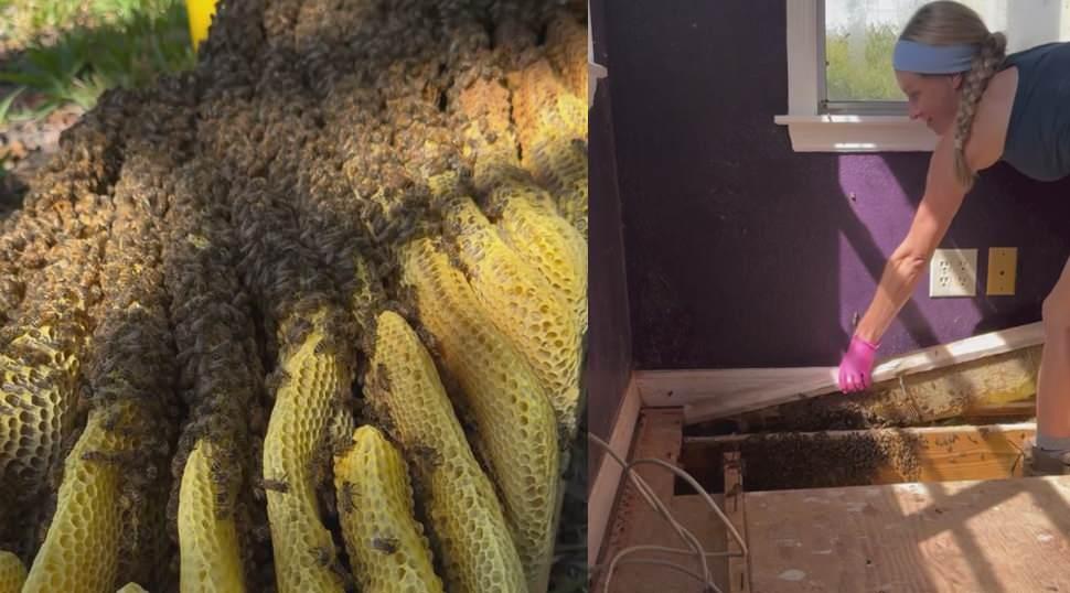 Evinin döşemesini kaldırınca şoke oldu: 80 bin arıyla aynı evde yaşamış!