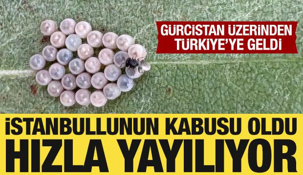 Gürcistan üzerinden Türkiye’ye geldi! İstanbullunun son kabusu oldu, hızla yayılıyor