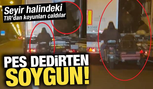 Hareket halindeki TIR’dan koyun hırsızlığı kamerada