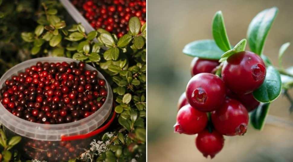 Kızılcık mevsimi başladı: Fiyatı 80 liraya kadar çıktı! Kızılcık meyvesinin faydaları