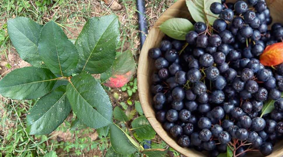 Kadının gücü toprakla buluştu: İstanbul'un stresini bırakıp Aronya mucizesini keşfetti