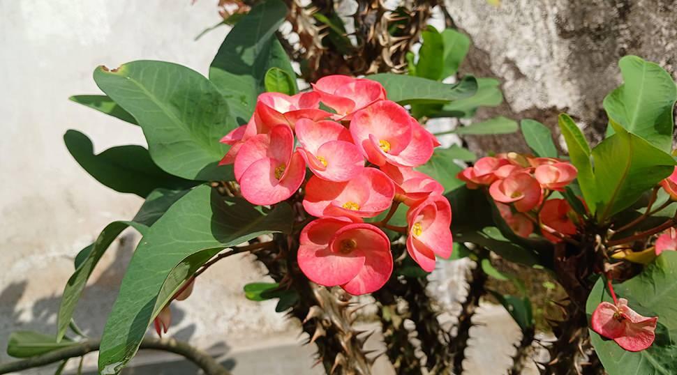 Evde Diken Tacı çiçeği bakımı ve kolay çoğaltma teknikleri