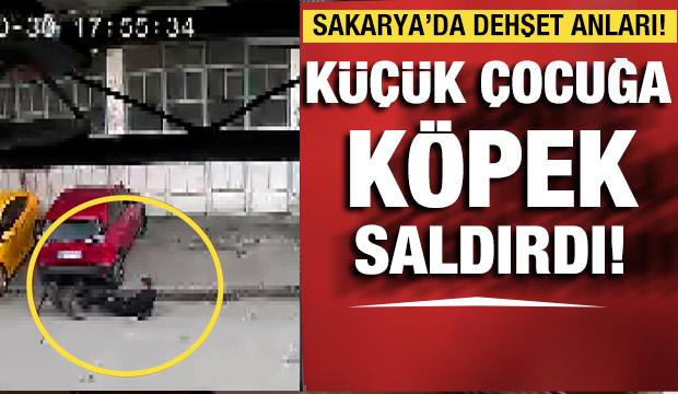 Köpeğin saldırısına uğrayan çocuğu babası kurtardı!
