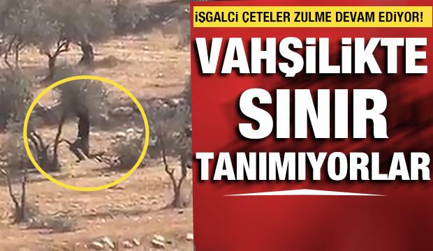 Vahşiler! Siyonist işgalciler zeytin ağaçlarını yok etti