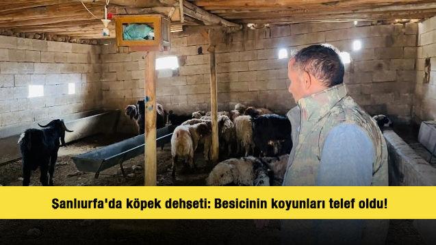  Şanlıurfa'da köpek dehşeti: Besicinin koyunları telef oldu!