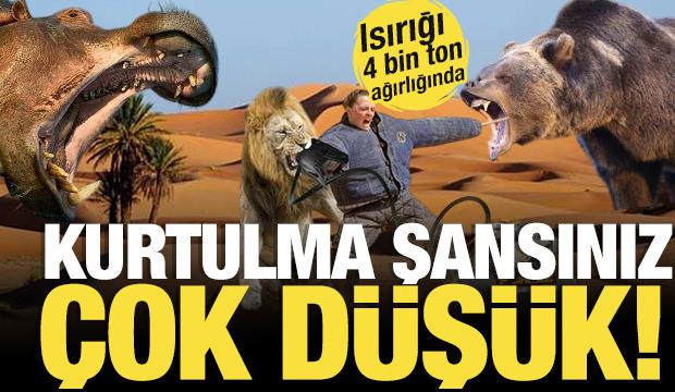 Gördüğünüz an yolunuzu değiştirin! En güçlü ısırma gücüne sahip hayvanlar açıklandı...