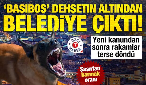 Ankara köpek lobilerine teslim: Kanuna rağmen toplamadılar... 600'den 43'e düştü