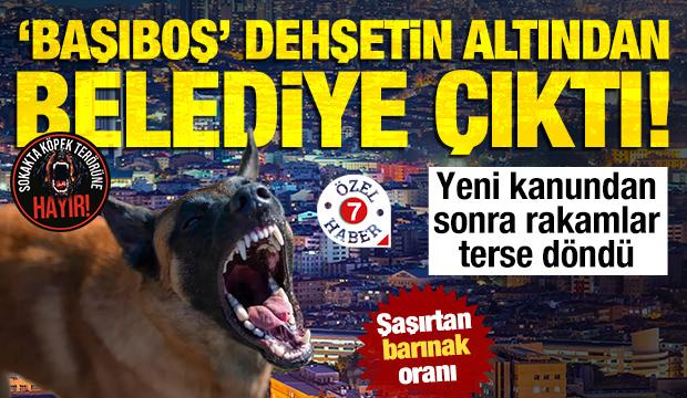 Ankara köpek lobilerine teslim: Kanuna rağmen toplamadılar... 600'den 43'e düştü