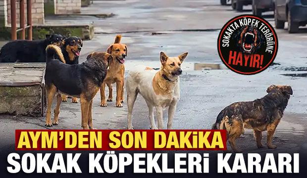 CHP'nin sokak köpeklerine yönelik yasayı iptal başvurusuna AYM'den son dakika kararı