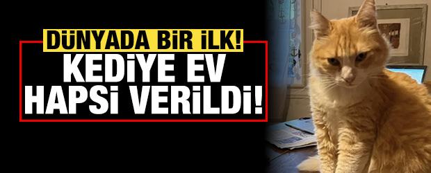Dünyada bir ilk: Ağır suçlamalar nedeniyle kediye ev hapsi verildi!