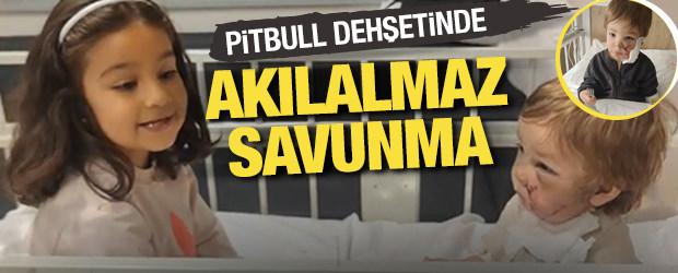 Pitbull dehşetinde akılalmaz savunma: Koruma içgüdüsüyle saldırdı!