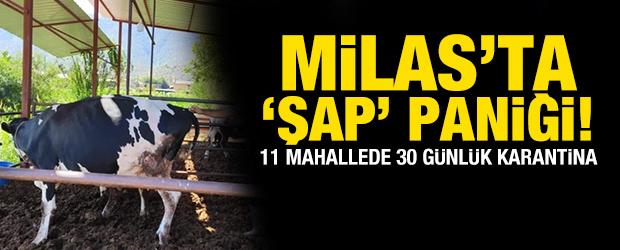 Milas'ta "şap hastalığı" nedeniyle 11 mahalle karantinaya alındı
