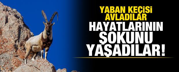 Yaban keçisi avladılar, hayatlarının şokunu yaşadılar