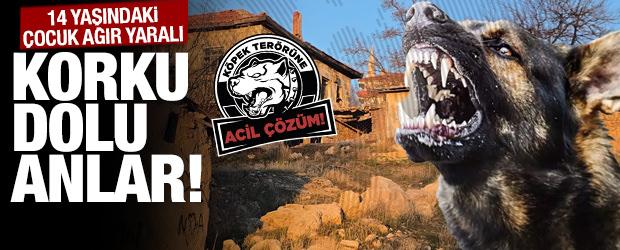 Evin bah&ccedil;esindeki k&ouml;pek &ccedil;ocuklara saldırdı: 14 yaşındaki &ccedil;ocuk ağır yaralı