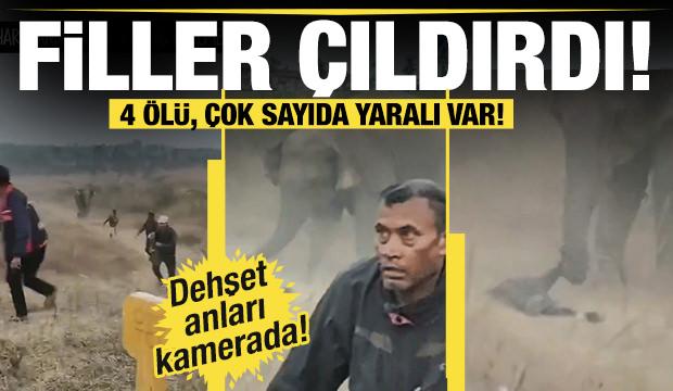 Hindistan&rsquo;da fil s&uuml;r&uuml;s&uuml;nden korkun&ccedil; saldırı: 4 &ouml;l&uuml;, &ccedil;ok sayıda yaralı var