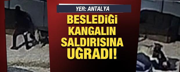 Antalya'da beslediği k&ouml;peğin saldırısına uğrayan kişi yaralandı
