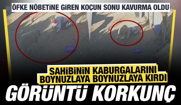 Silivri'de &ouml;fkeli ko&ccedil;, sahibinin kaburgalarını boynuzlaya boynuzlaya kırdı