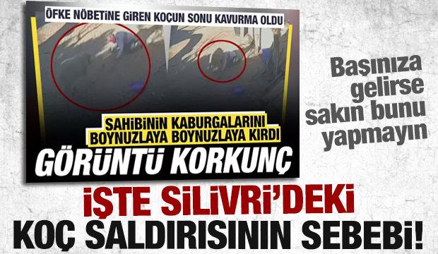 Silivri'deki ko&ccedil; saldırısında uzman yorumu: Oyunu abartmış, d&uuml;şene vurmuyor