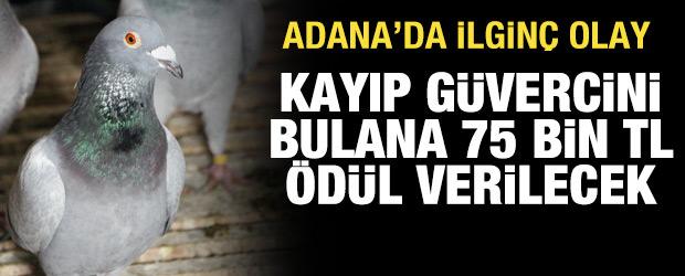 Adana'da ilgin&ccedil; olay: Kayıp g&uuml;vercini bulana 75 bin lira &ouml;d&uuml;l