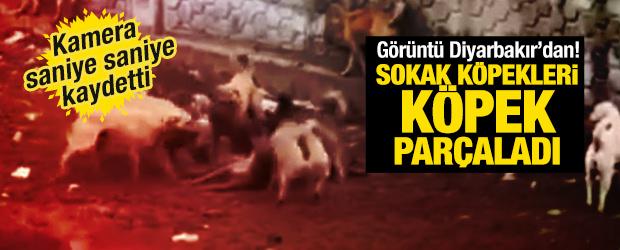 Diyarbakır'da kameraya yansıdı: K&ouml;pekler, başka bir k&ouml;peğe saldırdı