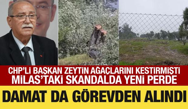 CHP&rsquo;li başkan zeytin ağa&ccedil;larını kestirmişti: Damadı da g&ouml;revden alındı