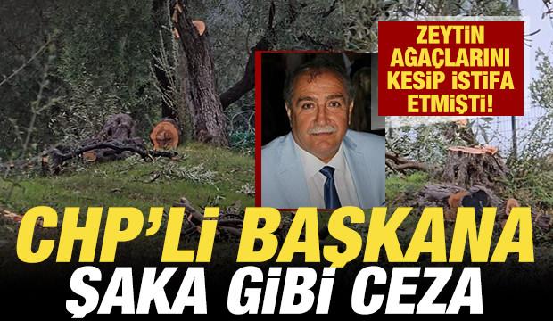 Zeytin ağa&ccedil;larını kesip istifa eden CHP'li başkana şaka gibi ceza
