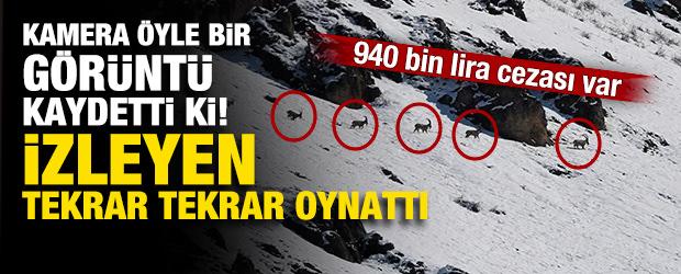 Kamera &ouml;yle bir g&ouml;r&uuml;nt&uuml; kaydetti ki! İzleyen tekrar tekrar oynattı