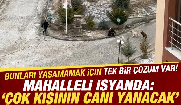 Kastamonu'da dehşet anları: Sokak k&ouml;pekleri kadın ve &ccedil;ocuklara saldırdı