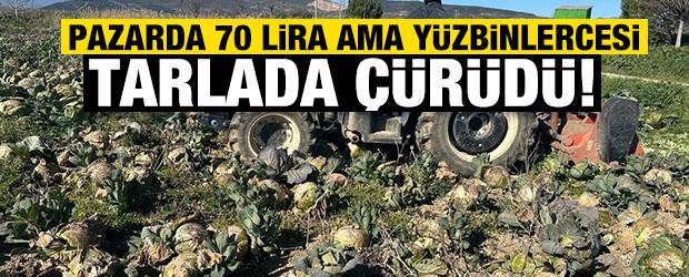 Pazarda 70 lira ama y&uuml;zbinlercesi tarlada &ccedil;&uuml;r&uuml;d&uuml;!