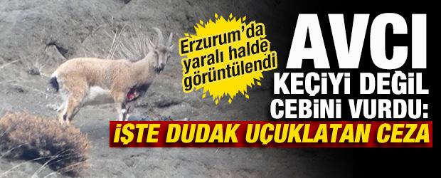 Erzurum'da yaralı halde g&ouml;r&uuml;nt&uuml;lendi! Cezayı duyan ke&ccedil;ileri ka&ccedil;ırdı