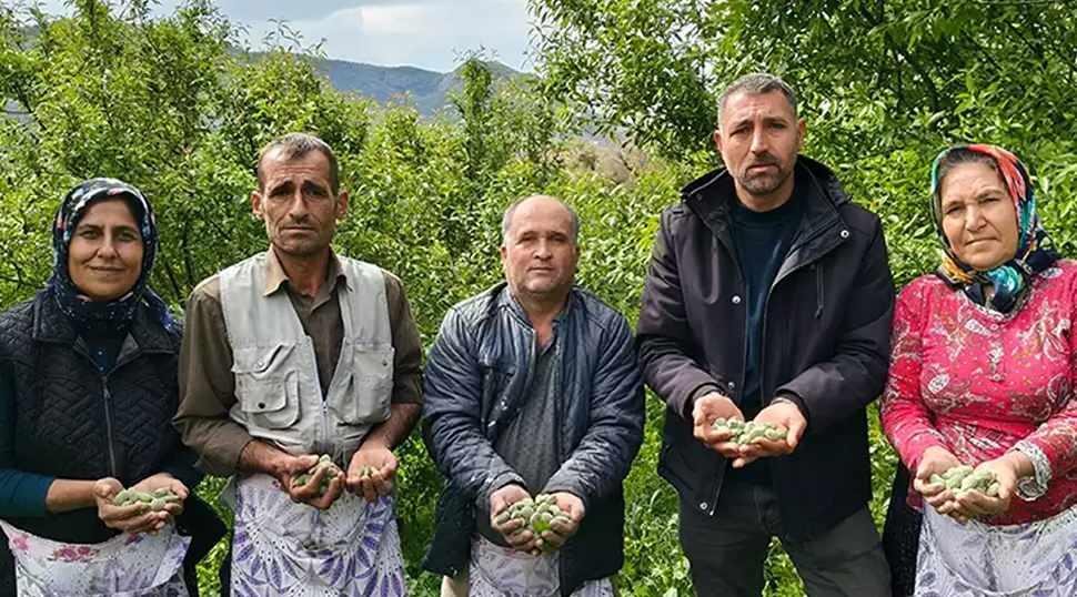 Kalbi koruyor, safra taşını &ouml;nl&uuml;yor, antioksidan deposu